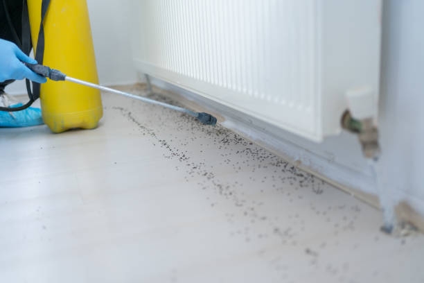 Best Bed Bug Extermination  in Blackshear, GA